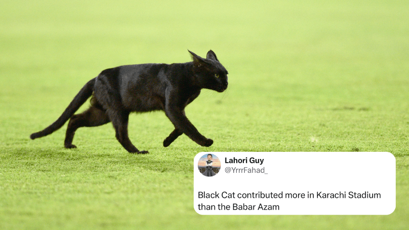 ‘Pssst’, the mysterious black cat at National Stadium, Karachi is cricket’s newest superstar – Comment