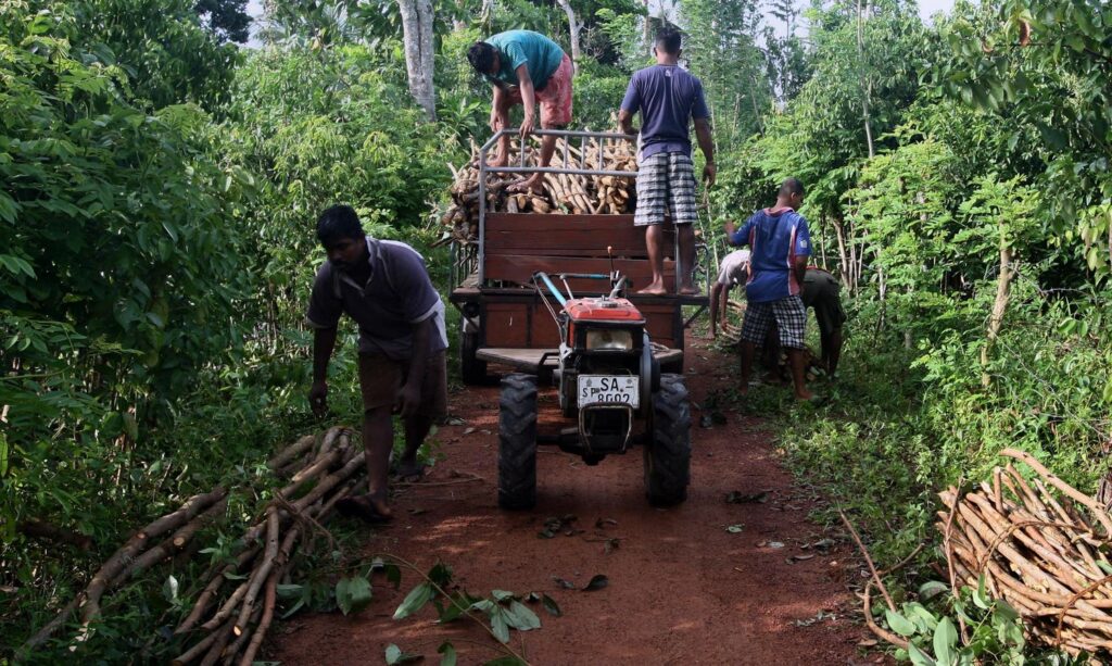 Trump’s Tariff Pause Gives Cinnamon And Vanilla Lovers Relief