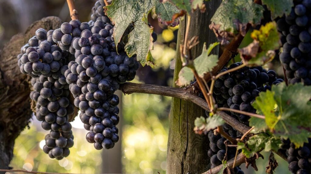 Bordeaux Wine Vintage 2024 – Varied, Challenging, Aromatic, Precise