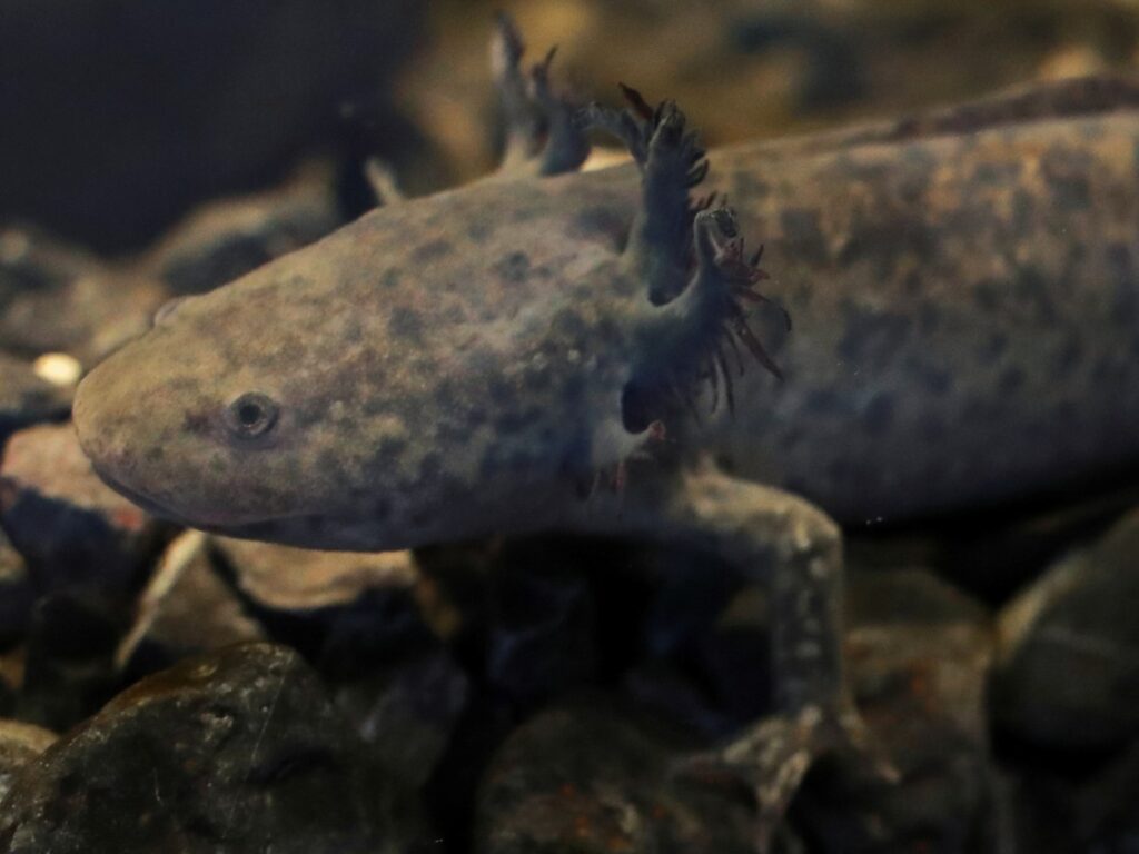 Can Mexico bring back the endangered axolotl? | Wildlife News