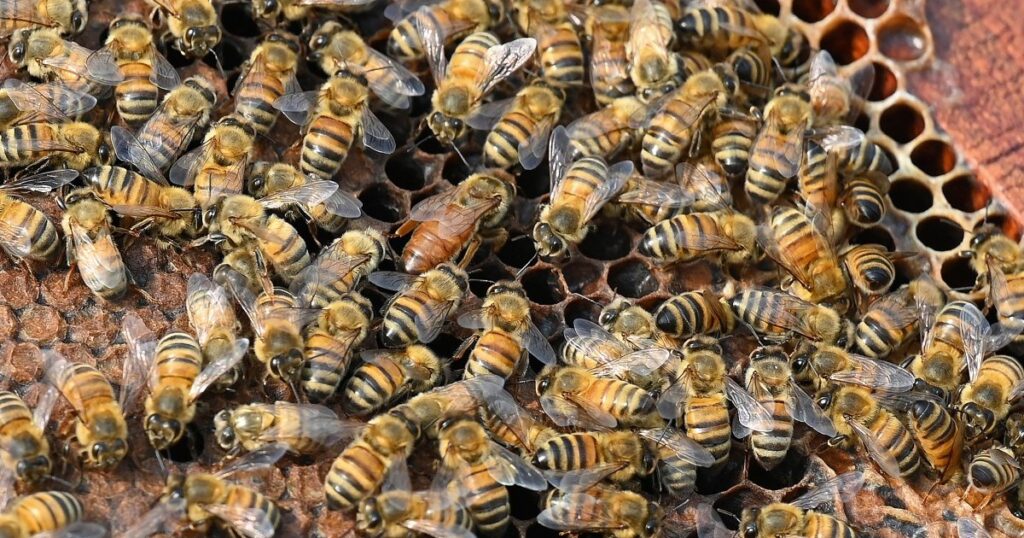 Truck accident unleashes 250 million honeybees in northwestern US | Environment News