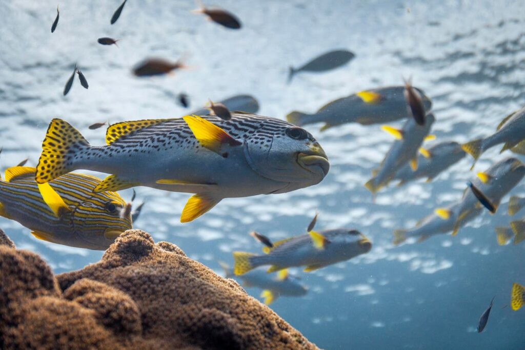 The Climate Solution Hiding In Plain Sight