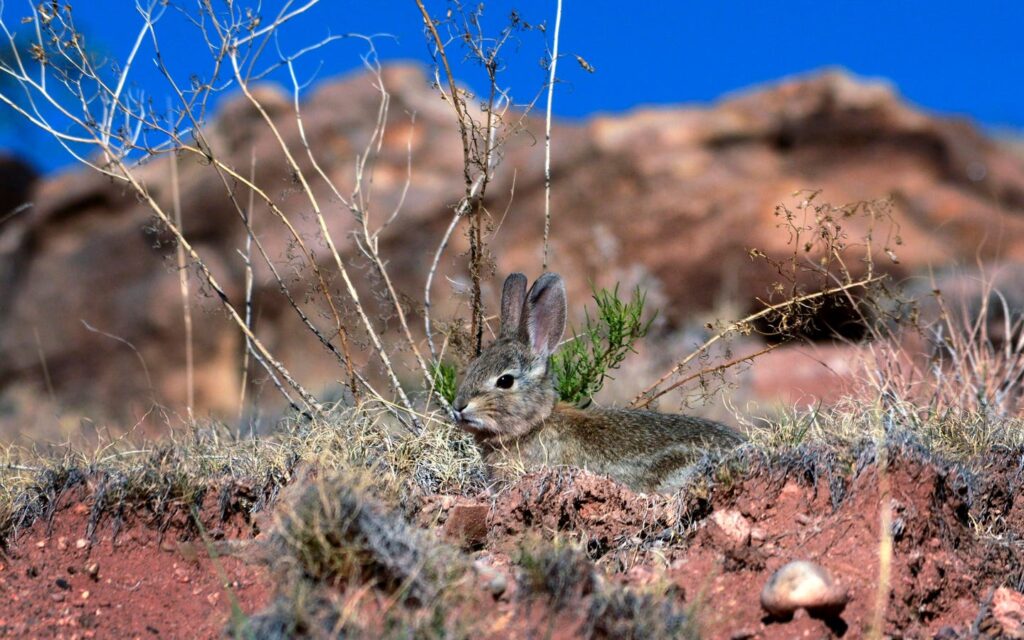 Selling Federal Land Could Be A Smart Investment In America’s Future