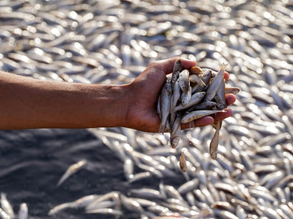 Iraq probes fish die-off in marshes | In Pictures News