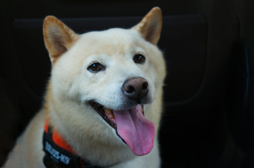 ‘Good News’ Finally Arrives for SHIB Army as Team Unveils New Update