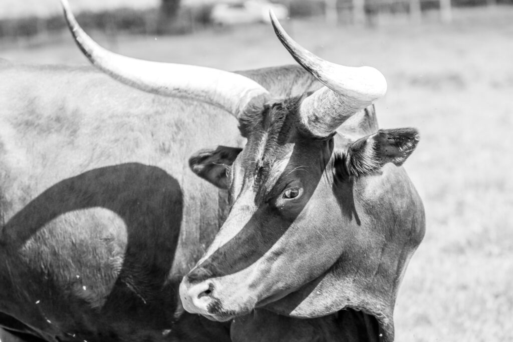 Analyst Says The Bull Run Isn’t Over